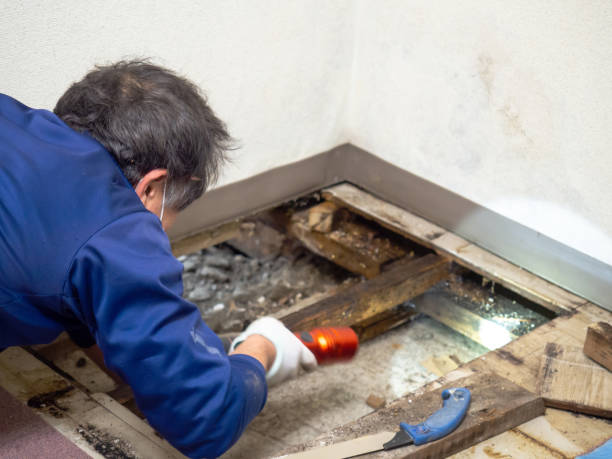 Best Crawl Space Mold Removal  in Willacoochee, GA