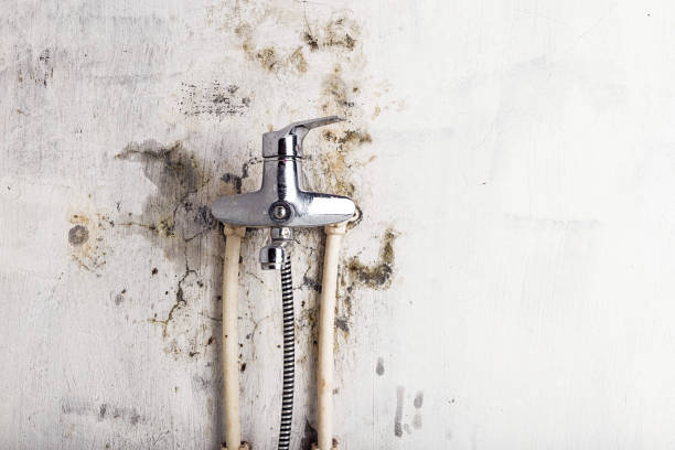 Best Emergency Mold Removal  in Willacoochee, GA