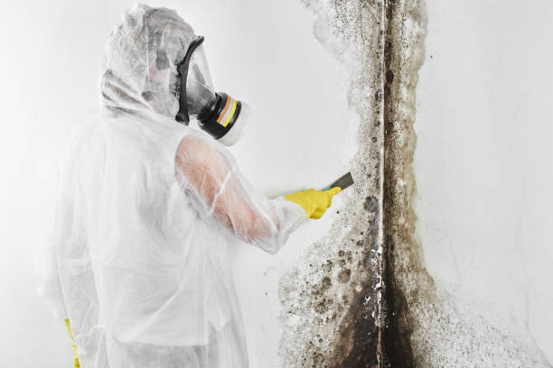 Best Residential Mold Removal  in Willacoochee, GA