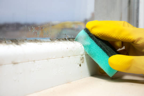Best Best Mold Removal Companies  in Willacoochee, GA
