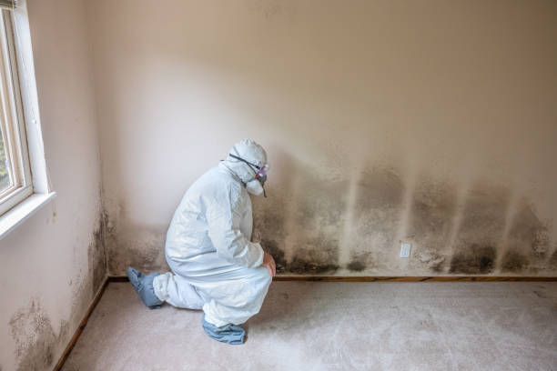 Office Mold Removal Services in Willacoochee, GA