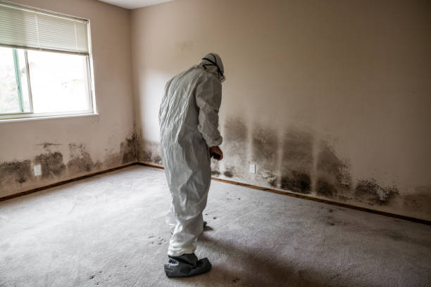 Best Fast Mold Removal  in Willacoochee, GA
