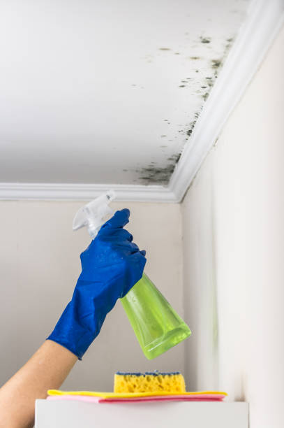 Best Office Mold Removal Services  in Willacoochee, GA